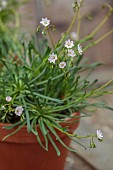 ASHWOOD NURSERIES, WEST MIDLANDS: FLOWERS, BLOOMS OF LEWISIA COLUMBIANA SUBSP WALLOWENSIS