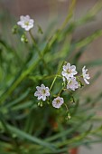 ASHWOOD NURSERIES, WEST MIDLANDS: FLOWERS, BLOOMS OF LEWISIA COLUMBIANA SUBSP WALLOWENSIS