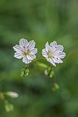 ASHWOOD NURSERIES, WEST MIDLANDS: FLOWERS, BLOOMS OF LEWISIA COLUMBIANA SUBSP WALLOWENSIS