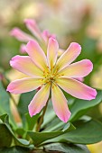 ASHWOOD NURSERIES, WEST MIDLANDS: FLOWERS, BLOOMS OF LEWISIA TWEEDYI ROSEA