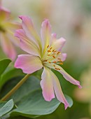 ASHWOOD NURSERIES, WEST MIDLANDS: FLOWERS, BLOOMS OF LEWISIA TWEEDYI ROSEA