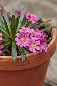 ASHWOOD NURSERIES, WEST MIDLANDS: FLOWERS, BLOOMS OF LEWISIA ASHWOOD CAROUSEL HYBRIDS PINK