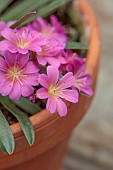 ASHWOOD NURSERIES, WEST MIDLANDS: FLOWERS, BLOOMS OF LEWISIA ASHWOOD CAROUSEL HYBRIDS PINK