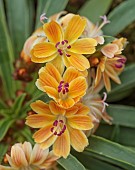 ASHWOOD NURSERIES, WEST MIDLANDS: FLOWERS, BLOOMS OF LEWISIA ASHWOOD CAROUSEL HYBRIDS APRICOT