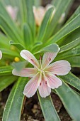 ASHWOOD NURSERIES, WEST MIDLANDS: FLOWERS, BLOOMS OF LEWISIA ASHWOOD CAROUSEL HYBRIDS WHITE