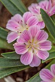 ASHWOOD NURSERIES, WEST MIDLANDS: FLOWERS, BLOOMS OF LEWISIA ASHWOOD CAROUSEL HYBRIDS PINK
