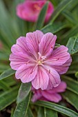 ASHWOOD NURSERIES, WEST MIDLANDS: FLOWERS, BLOOMS OF LEWISIA ASHWOOD CAROUSEL HYBRIDS PINK