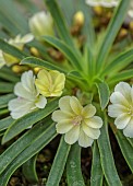 ASHWOOD NURSERIES, WEST MIDLANDS: FLOWERS, BLOOMS OF LEWISIA ASHWOOD CAROUSEL HYBRIDS YELLOW