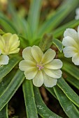 ASHWOOD NURSERIES, WEST MIDLANDS: FLOWERS, BLOOMS OF LEWISIA ASHWOOD CAROUSEL HYBRIDS YELLOW