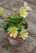 ASHWOOD NURSERIES, WEST MIDLANDS: TERRACOTTA CONTAINER WITH FLOWERS, BLOOMS OF LEWISIA TWEEDYI LEMON FORM