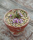 ASHWOOD NURSERIES, WEST MIDLANDS: TERRACOTTA CONTAINER WITH FLOWERS, BLOOMS OF LEWISIA PYGMAEA
