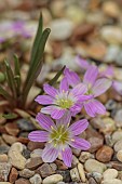 ASHWOOD NURSERIES, WEST MIDLANDS: TERRACOTTA CONTAINER WITH FLOWERS, BLOOMS OF LEWISIA PYGMAEA