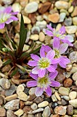 ASHWOOD NURSERIES, WEST MIDLANDS: TERRACOTTA CONTAINER WITH FLOWERS, BLOOMS OF LEWISIA PYGMAEA