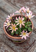 ASHWOOD NURSERIES, WEST MIDLANDS: TERRACOTTA CONTAINER WITH FLOWERS, BLOOMS OF LEWISIA TWEEDYI ELLIOTTS VARIETY