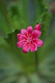 ASHWOOD NURSERIES, WEST MIDLANDS: TERRACOTTA CONTAINER WITH FLOWERS, BLOOMS OF LEWISIA COTYLEDON JOHNS SPECIAL