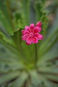 ASHWOOD NURSERIES, WEST MIDLANDS: TERRACOTTA CONTAINER WITH FLOWERS, BLOOMS OF LEWISIA COTYLEDON JOHNS SPECIAL