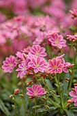 ASHWOOD NURSERIES, WEST MIDLANDS: PINK, FLOWERS, BLOOMS OF LEWISIA COTYLEDON HYBRID ASHWOOD STRAIN PINK