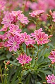 ASHWOOD NURSERIES, WEST MIDLANDS: PINK, FLOWERS, BLOOMS OF LEWISIA COTYLEDON HYBRID ASHWOOD STRAIN PINK