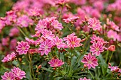 ASHWOOD NURSERIES, WEST MIDLANDS: PINK, FLOWERS, BLOOMS OF LEWISIA COTYLEDON HYBRID ASHWOOD STRAIN PINK