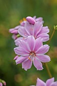 ASHWOOD NURSERIES, WEST MIDLANDS: PINK, ROSE PINK FLOWERS, BLOOMS OF LEWISIA COTYLEDON VAR. HECKNERI, AGM