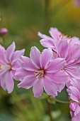 ASHWOOD NURSERIES, WEST MIDLANDS: PINK, ROSE PINK FLOWERS, BLOOMS OF LEWISIA COTYLEDON VAR. HECKNERI, AGM