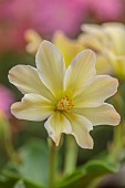 ASHWOOD NURSERIES, WEST MIDLANDS: PINK, ROSE PINK FLOWERS, BLOOMS OF LEWISIA TWEEDYI LEMON FORM