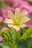 ASHWOOD NURSERIES, WEST MIDLANDS: APRICOT, YELLOW FLOWERS, BLOOMS OF LEWISIA TWEEDYI