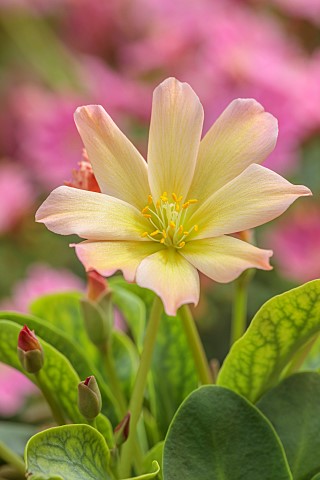 ASHWOOD_NURSERIES_WEST_MIDLANDS_APRICOT_YELLOW_FLOWERS_BLOOMS_OF_LEWISIA_TWEEDYI