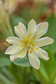 ASHWOOD NURSERIES, WEST MIDLANDS: APRICOT, YELLOW FLOWERS, BLOOMS OF LEWISIA TWEEDYI