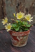 ASHWOOD NURSERIES, WEST MIDLANDS: TERRACOTTA CONTAINER WITH YELLOW FLOWERS, BLOOMS OF LEWISIA TWEEDYI LEMON FORM