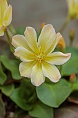 ASHWOOD NURSERIES, WEST MIDLANDS: YELLOW FLOWERS, BLOOMS OF LEWISIA TWEEDYI LEMON FORM