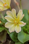 ASHWOOD NURSERIES, WEST MIDLANDS: YELLOW FLOWERS, BLOOMS OF LEWISIA TWEEDYI LEMON FORM