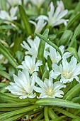 ASHWOOD NURSERIES, WEST MIDLANDS: WHITE FLOWERS, BLOOMS OF LEWISIA BRACHYCALYX WHITE