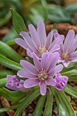 ASHWOOD NURSERIES, WEST MIDLANDS: WHITE FLOWERS, BLOOMS OF LEWISIA BRACHYCALYX PINK