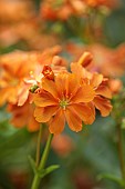 ASHWOOD NURSERIES, WEST MIDLANDS: ORANGE FLOWERS, BLOOMS OF LEWISIA COTYLEDON HYBRID ASHWOOD STRAIN ORANGE