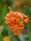ASHWOOD NURSERIES, WEST MIDLANDS: ORANGE FLOWERS, BLOOMS OF LEWISIA COTYLEDON HYBRID ASHWOOD STRAIN ORANGE