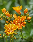 ASHWOOD NURSERIES, WEST MIDLANDS: ORANGE FLOWERS, BLOOMS OF LEWISIA COTYLEDON HYBRID ASHWOOD STRAIN ORANGE