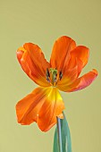 PORTRAIT OF TULIP HERMITAGE, BULBS, APRIL, SPRING, FLOWERS, BLOOMS