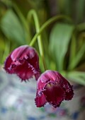 SMITH & MUNSON, LINCOLNSHIRE: SPRING, APRIL, PORTRAIT OF PURPLE FLOWERS, BLOOMS OF FRINGED TULIP PURPLE CRYSTAL