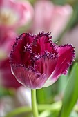 SMITH & MUNSON, LINCOLNSHIRE: SPRING, APRIL, PORTRAIT OF PURPLE FLOWERS, BLOOMS OF FRINGED TULIP PURPLE CRYSTAL