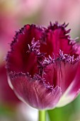 SMITH & MUNSON, LINCOLNSHIRE: SPRING, APRIL, PORTRAIT OF PURPLE FLOWERS, BLOOMS OF FRINGED TULIP PURPLE CRYSTAL