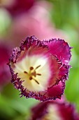 SMITH & MUNSON, LINCOLNSHIRE: SPRING, APRIL, PORTRAIT OF PURPLE FLOWERS, BLOOMS OF FRINGED TULIP PURPLE CRYSTAL