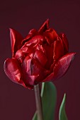 SMITH & MUNSON, LINCOLNSHIRE: SPRING, APRIL, PORTRAIT OF DARK RED FLOWERS, BLOOMS OF TULIP RED PRINCESS