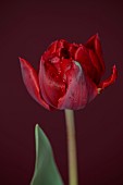 SMITH & MUNSON, LINCOLNSHIRE: SPRING, APRIL, PORTRAIT OF DARK RED FLOWERS, BLOOMS OF TULIP RED PRINCESS