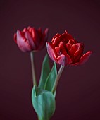 SMITH & MUNSON, LINCOLNSHIRE: SPRING, APRIL, PORTRAIT OF DARK RED FLOWERS, BLOOMS OF TULIP RED PRINCESS