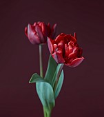 SMITH & MUNSON, LINCOLNSHIRE: SPRING, APRIL, PORTRAIT OF DARK RED FLOWERS, BLOOMS OF TULIP RED PRINCESS