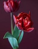 SMITH & MUNSON, LINCOLNSHIRE: SPRING, APRIL, PORTRAIT OF DARK RED FLOWERS, BLOOMS OF TULIP RED PRINCESS