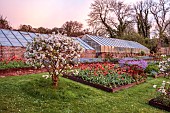 CAISSON GARDEN, SOMERSET: MARCH, WALLED GARDEN AND ORCHARD, ORNAMENTAL CUT FLOWER BEDS PLANTED WITH TULIPS, GREENHOUSES, BLOSSOM, TOPIARY MALUS EVERESTE