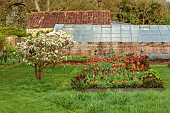 CAISSON GARDEN, SOMERSET: MARCH, WALLED GARDEN AND ORCHARD, ORNAMENTAL CUT FLOWER BEDS PLANTED WITH TULIPS, GREENHOUSES, BLOSSOM, TOPIARY MALUS EVERESTE