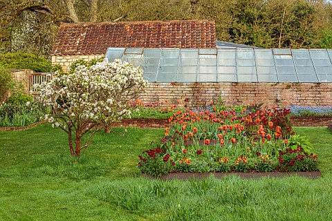 CAISSON_GARDEN_SOMERSET_MARCH_WALLED_GARDEN_AND_ORCHARD_ORNAMENTAL_CUT_FLOWER_BEDS_PLANTED_WITH_TULI